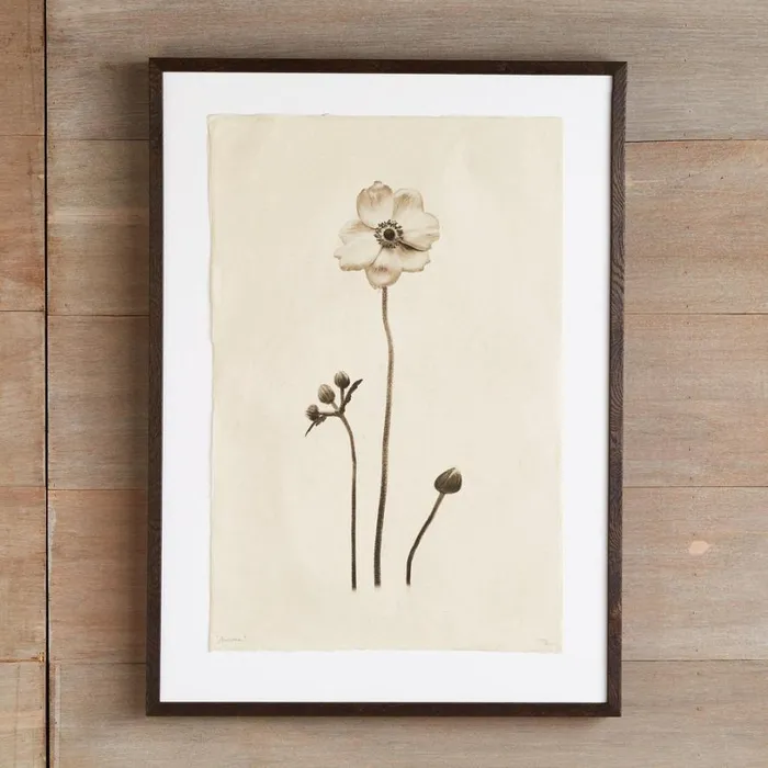 Women Flower Studies Print Anemone Sundance Catalog Decor Women Flower Studies Print Anemone Sundance Catalog Decor
